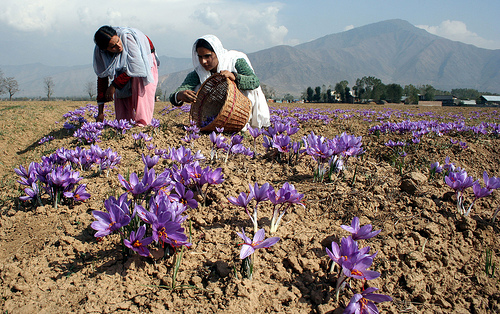 saffron harvesting in Pampore, Kashmir
