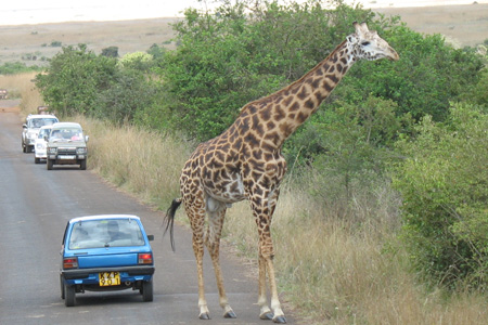 Nairobi National Park